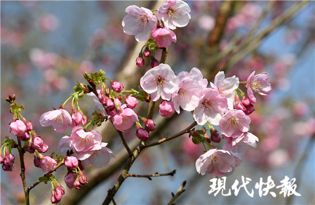 赏花约吗？玄武湖浪漫樱花海即将上线，樱洲已现人从众