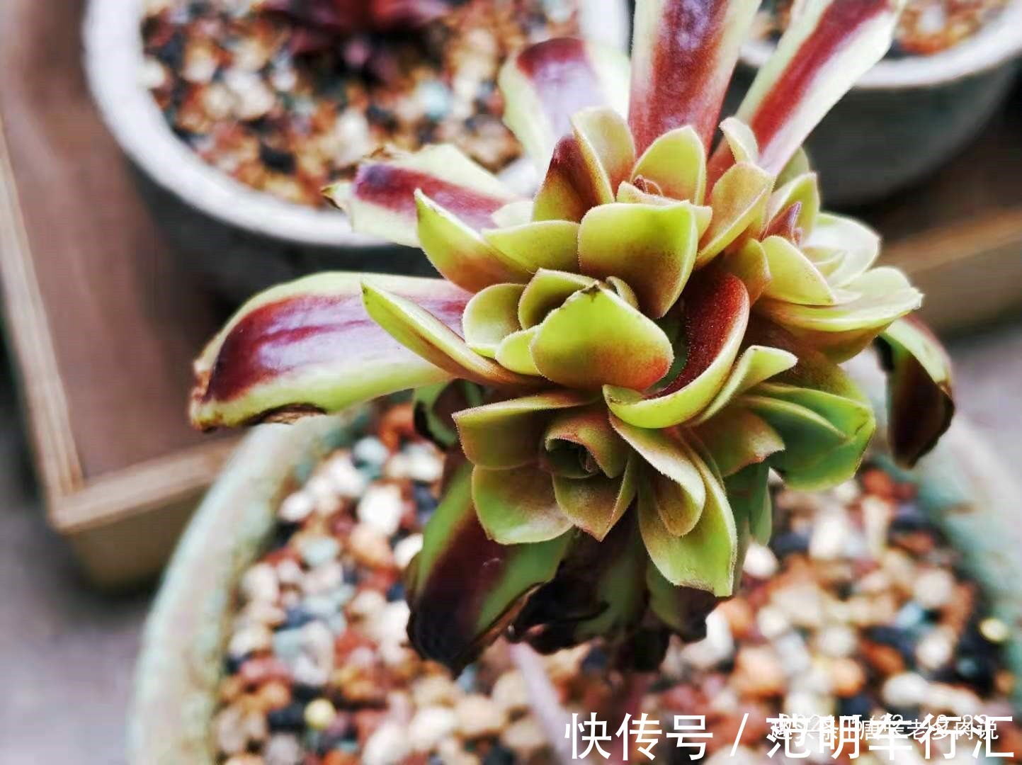 法师系多肉哪些品种不好度夏？听说带锦的法师都不好度夏是吗？