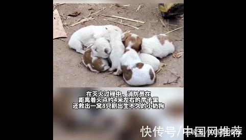 搜救犬|消防员从火场中救出8只小奶狗，网友:可以培养成搜救犬