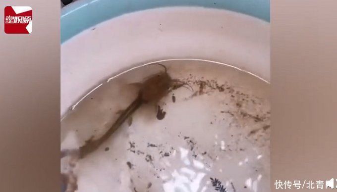 鲶鱼|男子把鲶鱼忘水缸1年没喂食,想起来一看难以置信:惊变“蝌蚪”