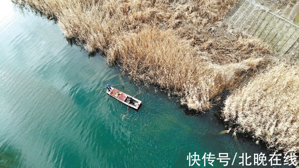 华北明珠|白洋淀淀区整体水质达Ⅲ类标准，步入全国良好湖泊行列