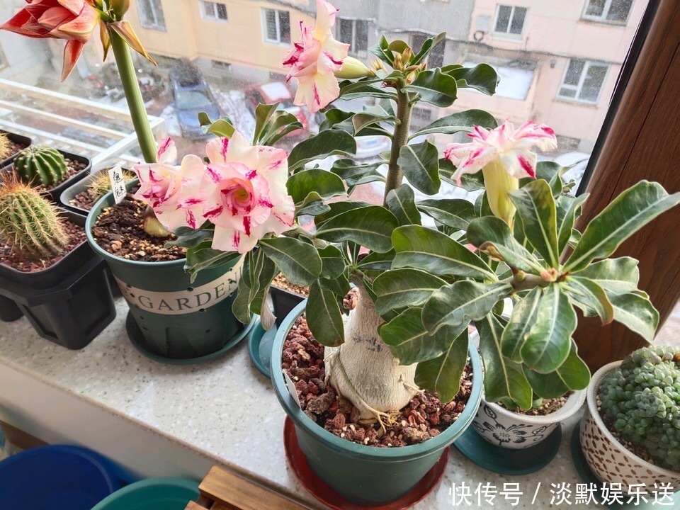 蝴蝶兰|家里养6种花,把水浇得勤快了,容易烂根、黄叶,需要当心