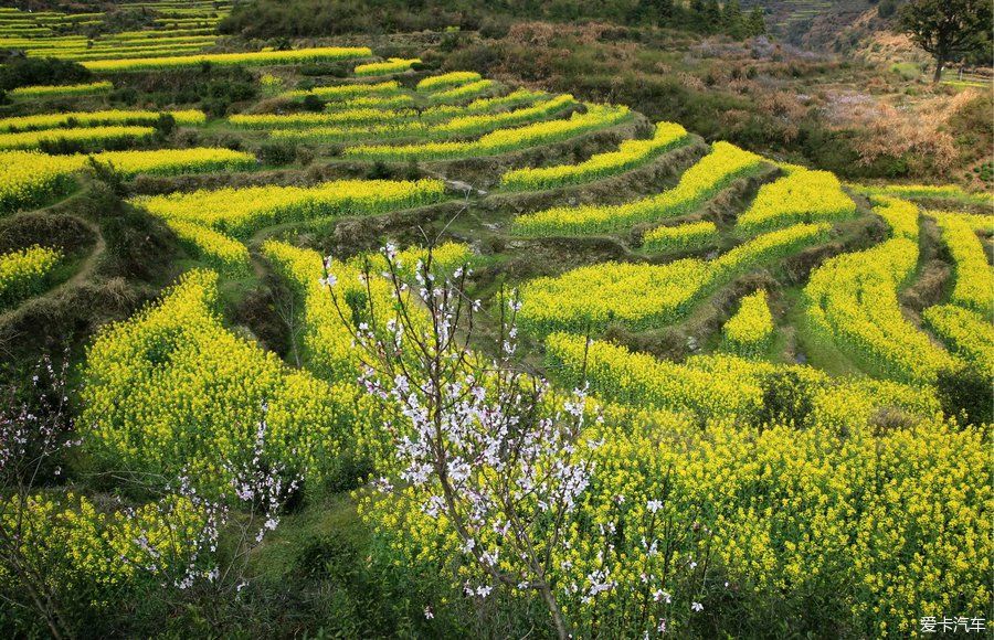 阳春三月，游婺源赏油菜花