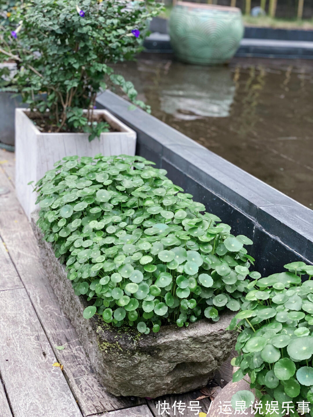 钱串子|5种“有钱花”,满盆“铜钱叶”,越养钱越多,有钱人家都爱养它