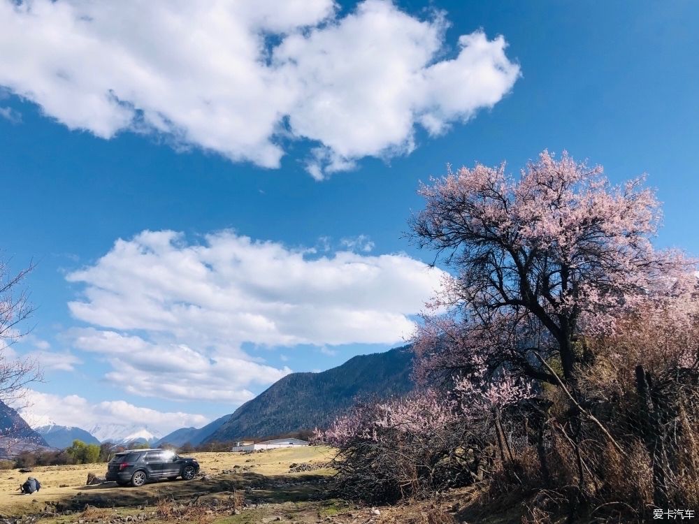 三生三世八百里里桃花