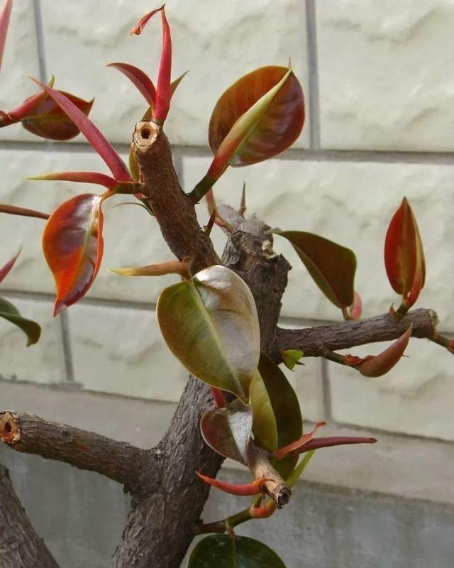 琴叶榕|这些“漂亮花”,7月不修剪,来年没花看,后悔一整年