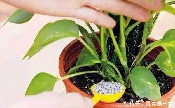 比例|养花施肥“老三样”，掐准时间，看准比例，养一盆爆一盆