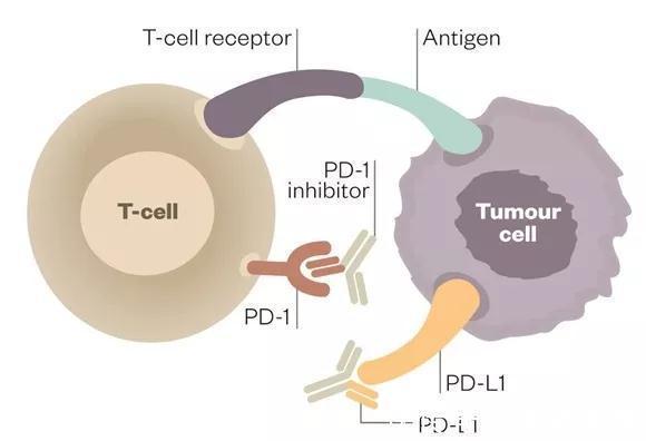 增强免疫力|不做手术和放化疗，增强免疫力可以战胜癌症吗