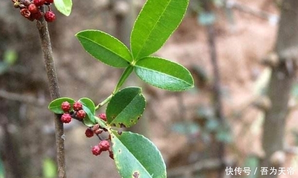 农村这种树，祛风除湿，消肿解毒，它还是稀罕的“飞龙掌血”