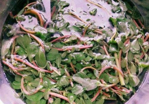 治疗|马齿苋是治疗湿疹的天然中药，医生：2种用法，帮你摆脱湿疹困扰