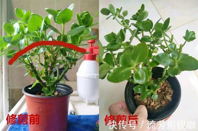 养长寿花,遇到2种枝条“不能留”,要不全军覆弄、不开花