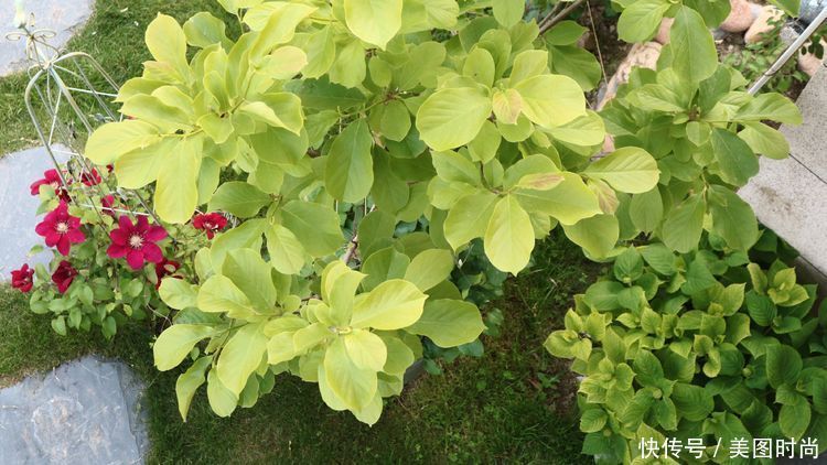 洋房|为了可以养花,我建了座小洋房,终于可以打造梦寐以求的花园了