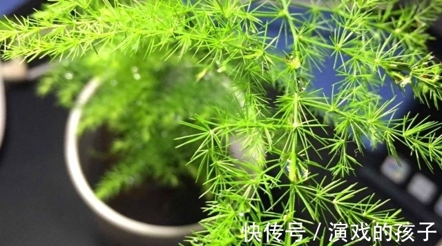 枝叶|文竹怎么养更旺盛