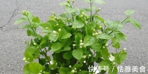 酸性|这种酸性水,半月给花喝一勺,之子、茉莉开不停,香味瓢满屋