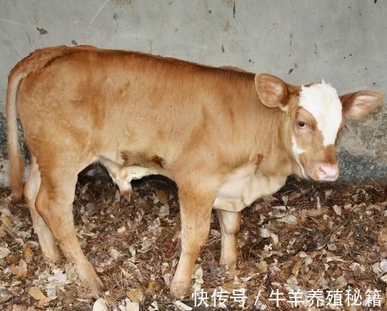 病毒性腹泻|牛腹泻用什么药?牛腹泻用什么药能治?本文教你治疗牛腹泻