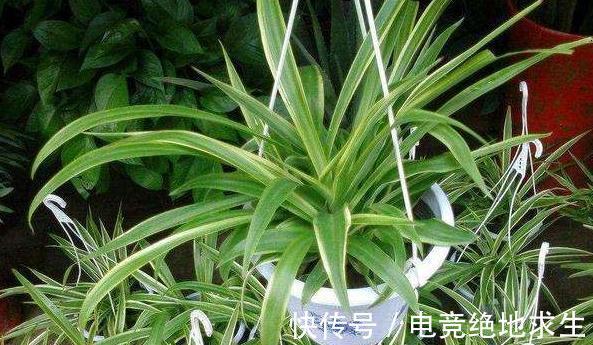 冬季室内养3种花，施肥要当心，学会此样做，越长越旺盛