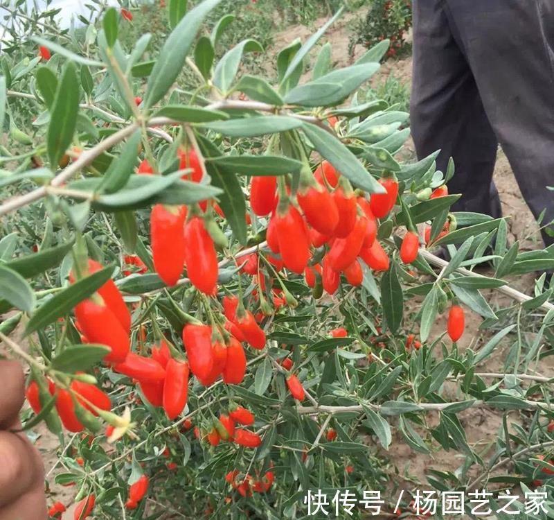多元素|养花试试这几款,红彤彤的,放在哪里都好看,喜庆又漂亮