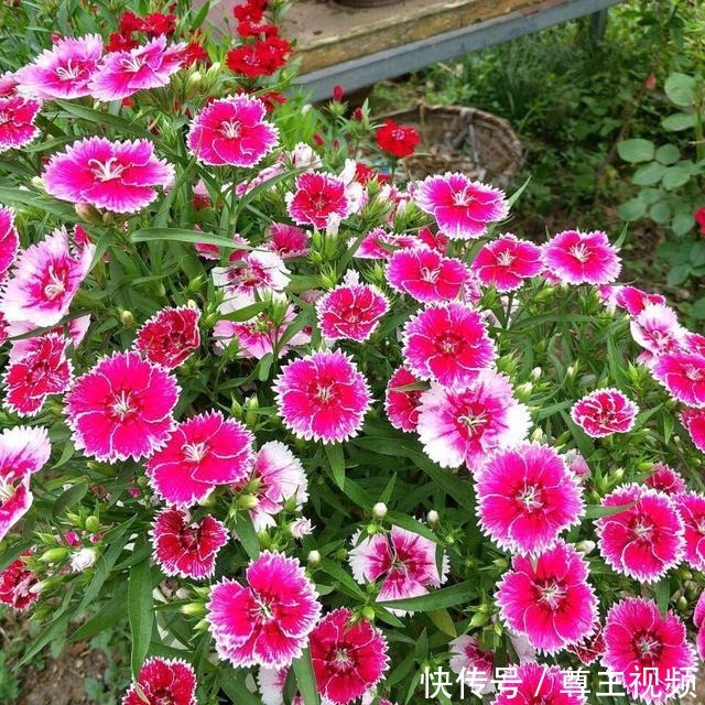 自己造花园,4种花卉不能少,2个月就能开爆盆,关键皮实好养!