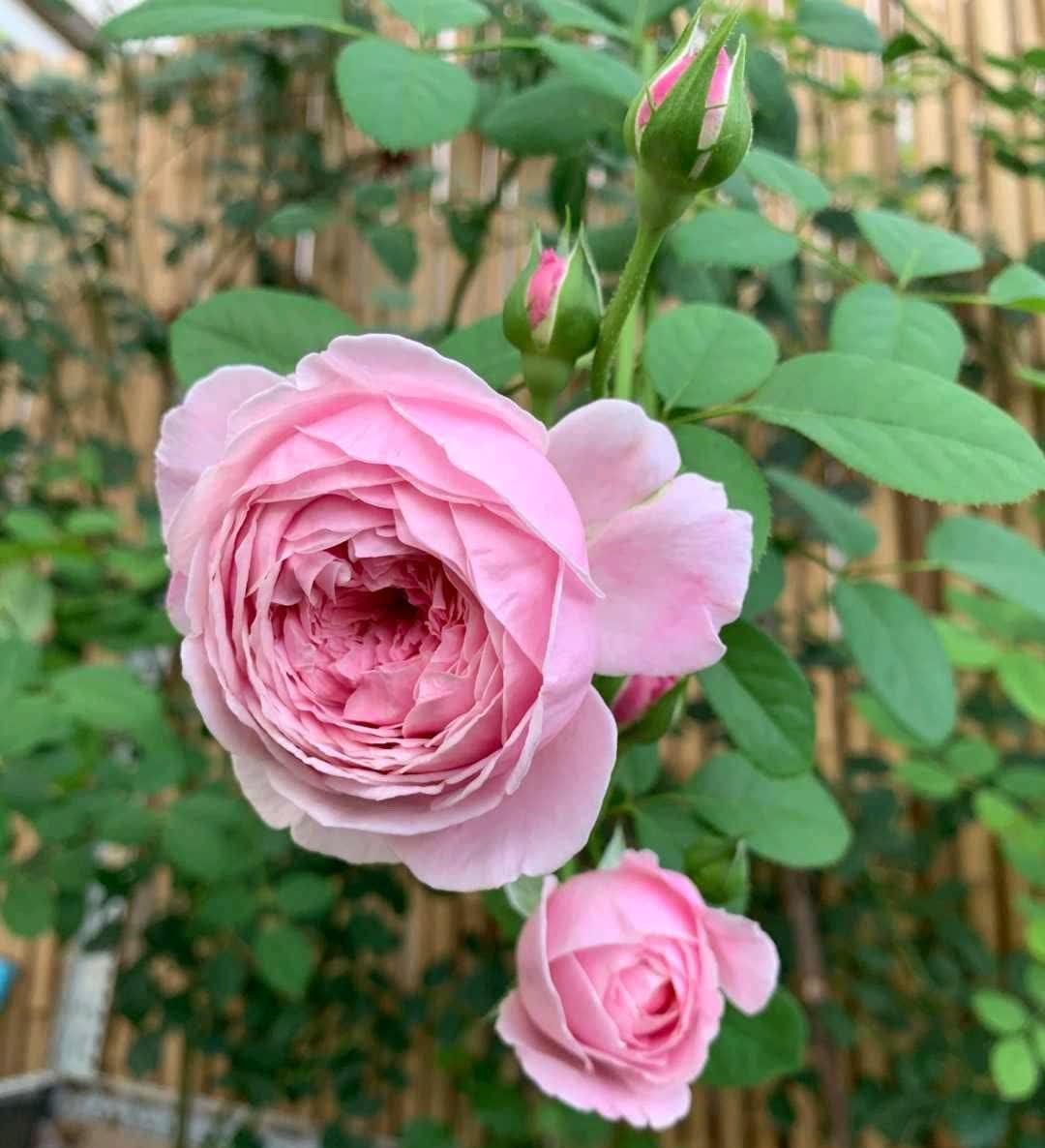 春天,这八种花剪个枝插土里就活,养养就开花,错过就要等明年了