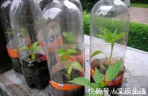 养花|你扔掉的塑料瓶我用来养花，生根快，开花多，别有一番风味！