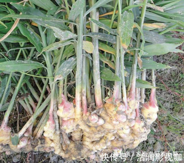 生姜当盆栽,3个月变成10盆,摘一茬吃一茬,不花一分钱,太值了