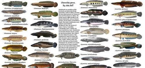 蛇头|鱼塘里横扫一切的黑鱼,连食人鱼都不怕,它们的天敌是什么鱼?