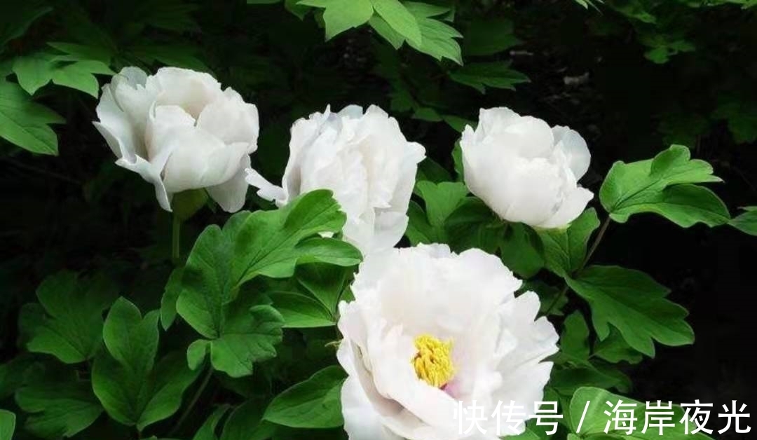 才子#唐代才子卢纶的一首诗,写尽了白牡丹的美丽,可谓与众不同