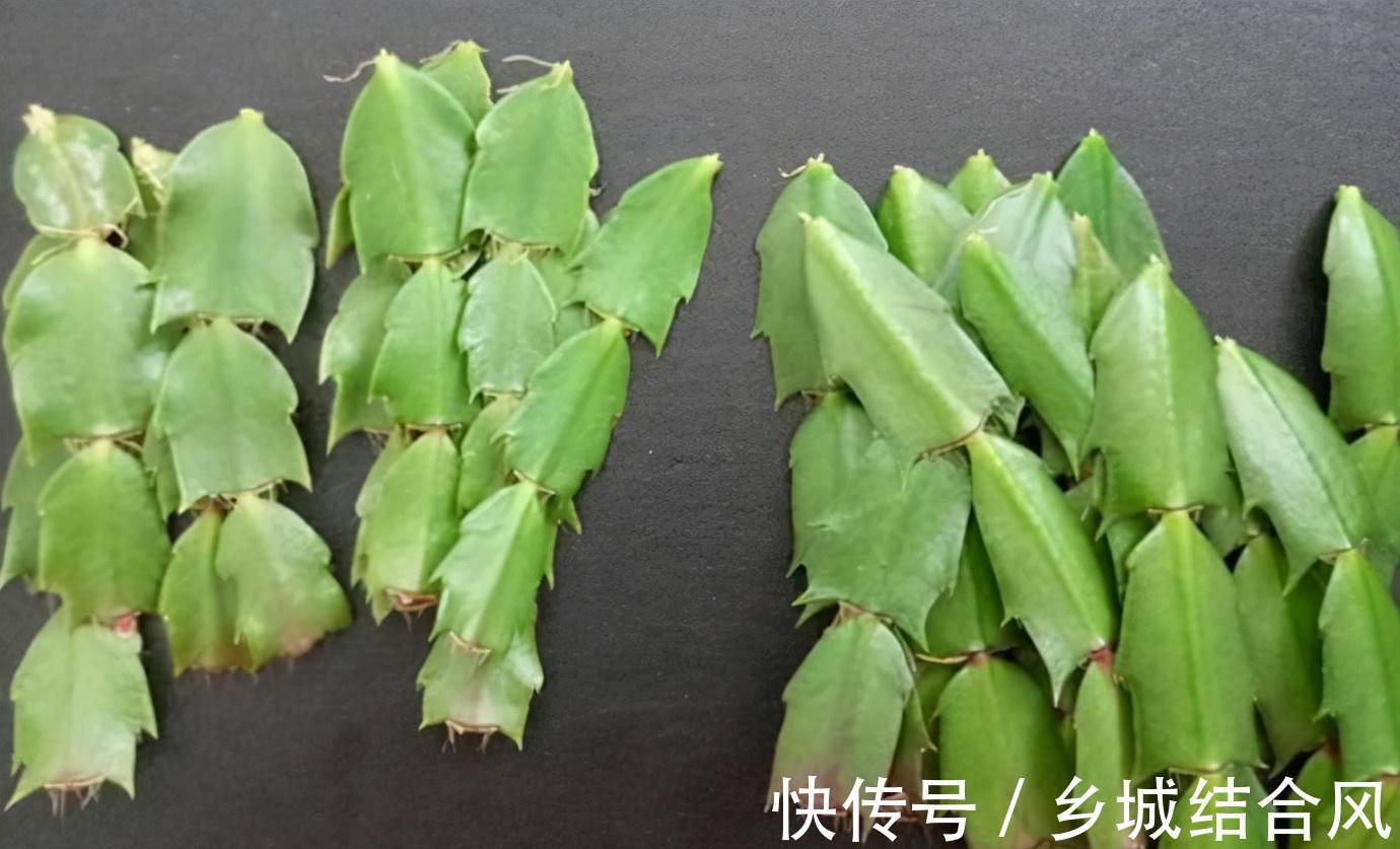 5种“漂亮花”，掰个叶子插土里，7天长出大白根，一盆繁殖几十棵