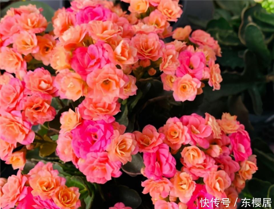 长寿花不长花苞怎么办?那就“放大招”,春节开花依旧可期