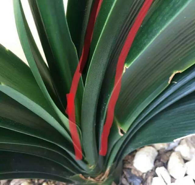 君子兰长出抽屉叶怎么办直接用刀割成开裆裤恢复吧