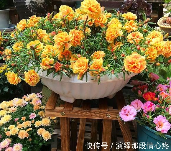 阳台再小也要养盆“它”,花开似牡丹,从春开到冬,四季有花赏!