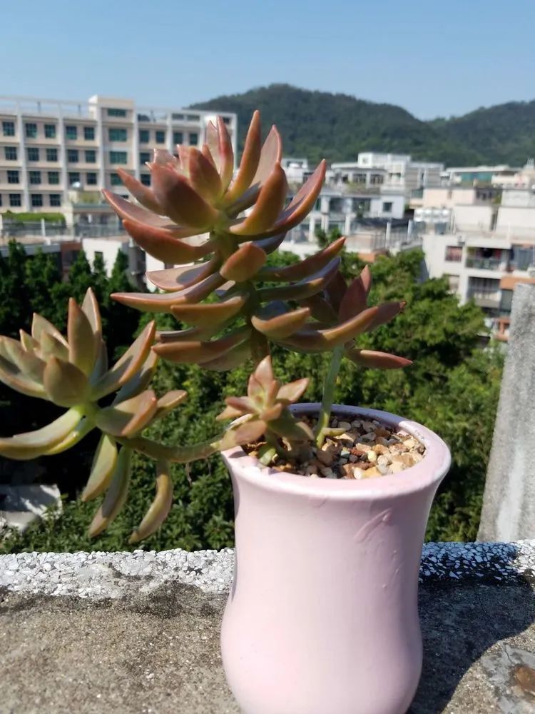 养肉三年,分享养肉经验,谈谈适合逆开挂区的多肉!