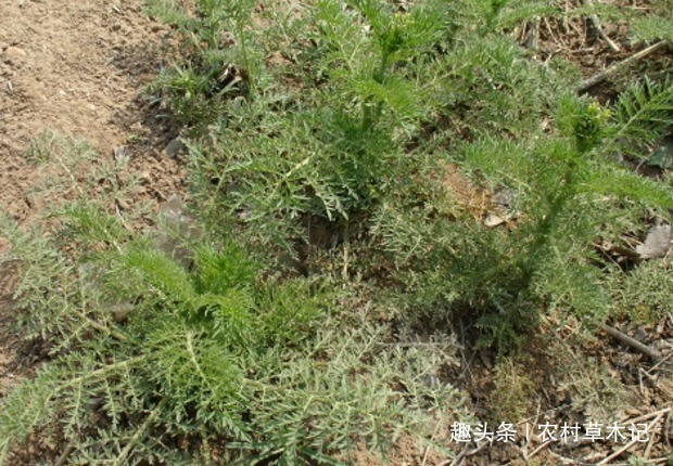 娘蒿|它就是“消肿草”,请别轻视,了解它,对你会有帮助