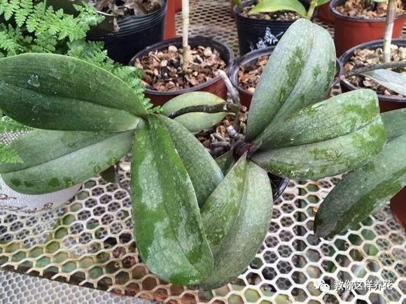 老花匠|老花匠:扔4种“东西”,就是扔钱,比花肥还好用,不花钱!