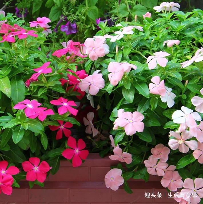 此花，“懒”得越狠，爆盆越快，养上10年没问题，只需4点稍加注