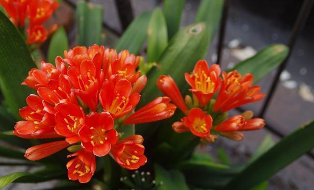 朋友家|王大爷园土养几十盆君子兰,一周一次“黑水”,叶子油亮年年开花