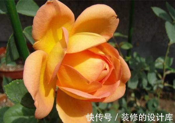 花朵|养花试试这几款,花朵鲜艳夺目,让你家里仙气十足