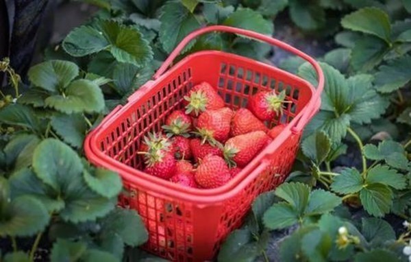 含有|糖尿病患者不能吃“水果”大错特错!医生提醒这5种水果放心吃