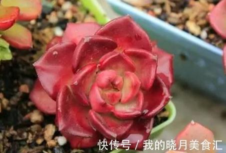 论怎样为变丑的多肉植物整容