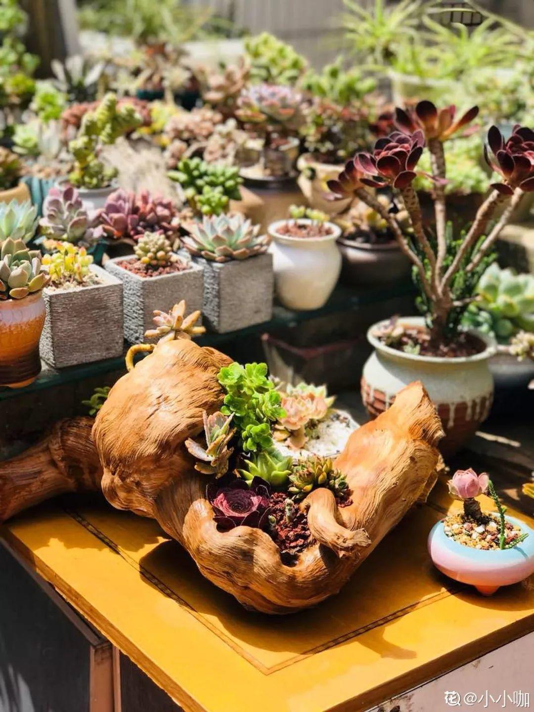 山上捡个大树桩,火烤一遍种多肉,3天服盆1年变老桩!