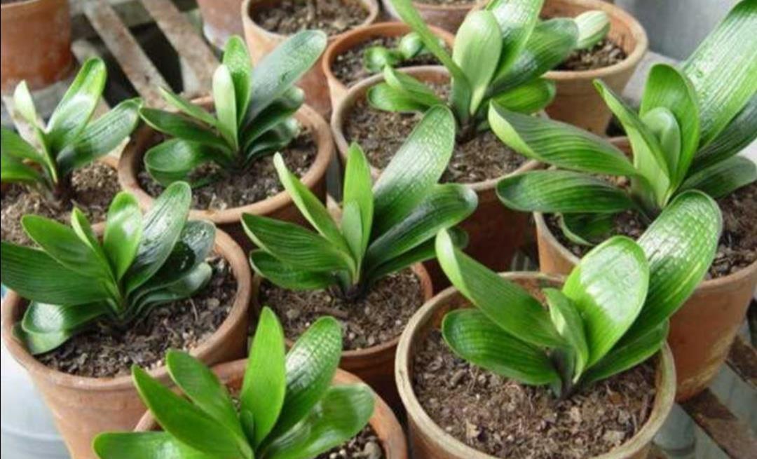 松软|养君子兰不用买土,用3种材料配成“营养土”,松软透气养分足