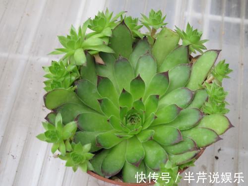 枯萎|多肉观音莲的叶子枯萎下垂，用这4招，翠绿茂盛不用再烦心