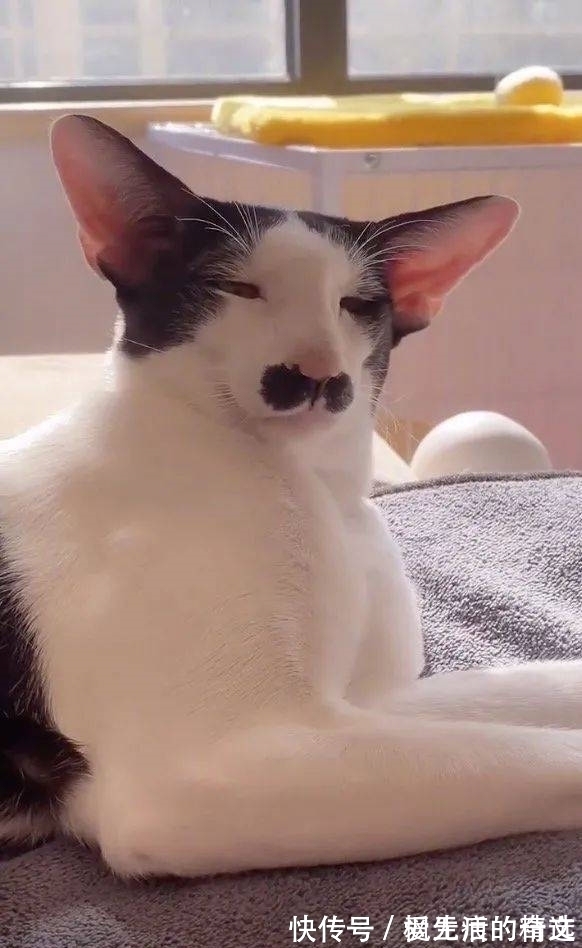 |搞笑GIF:这位姑娘想过年前谈个恋爱,要求很过分吗?