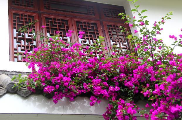 三角梅大苗、小苗养护不一样，开花期间关注侧重点也不同