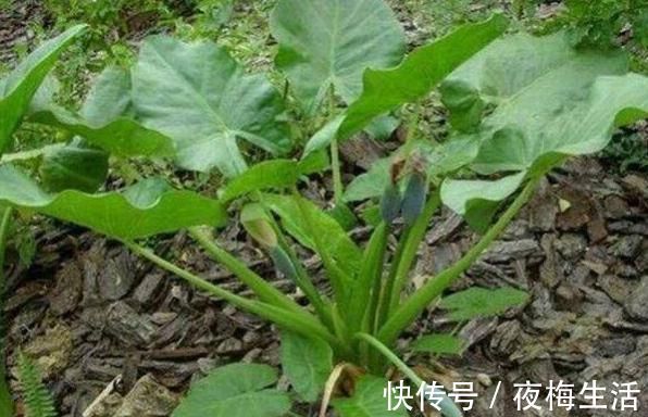 小知识|乡下一种野菜,老一辈人都认识,消肿止痛,蕴含维生素