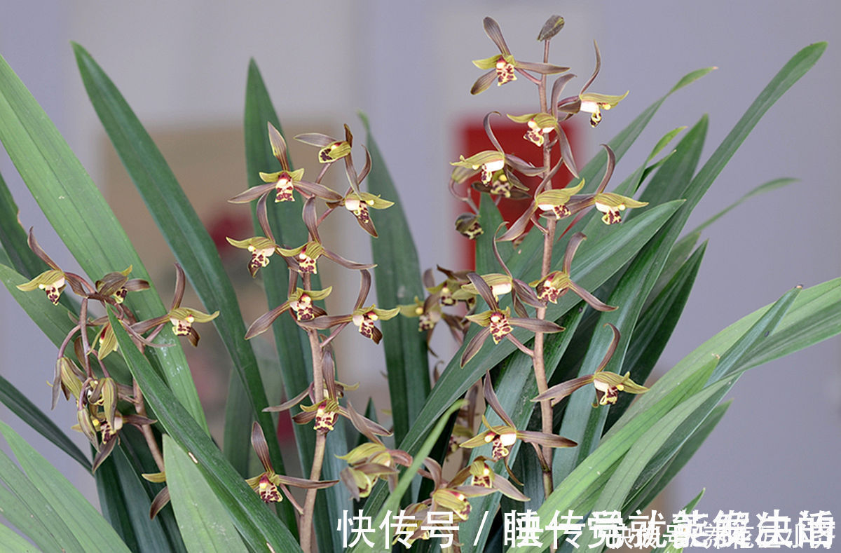 养好蕙兰“四要素”缺一不可，特别记住最后一点，买家没有卖家精