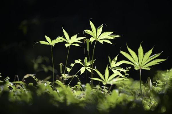 宣恩县|湖北宣恩：夏日天坑生机盎然