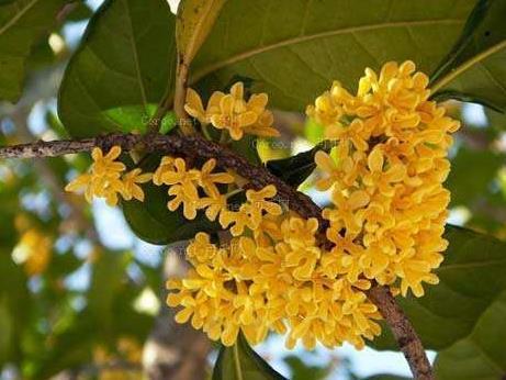 养好几年的桂花不开花咋办只需2点，桂花花开爆盆，满树桂花香