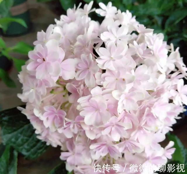 绣球花|这3种漂亮花，“没光”也能开，养一盆放家里，气氛欢乐热闹