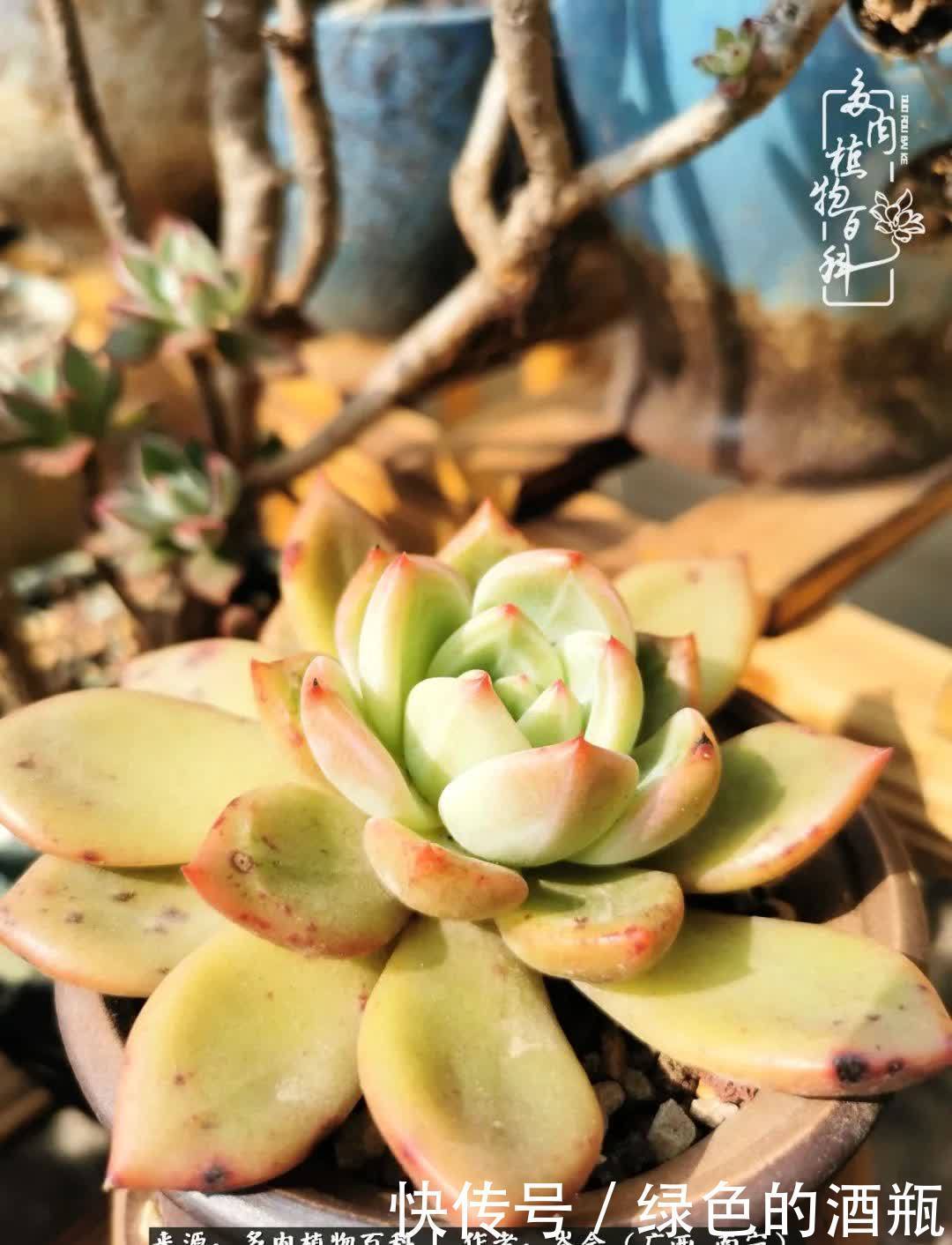 无关利益，不计得失，多肉给了我不一样的感受温暖的方式